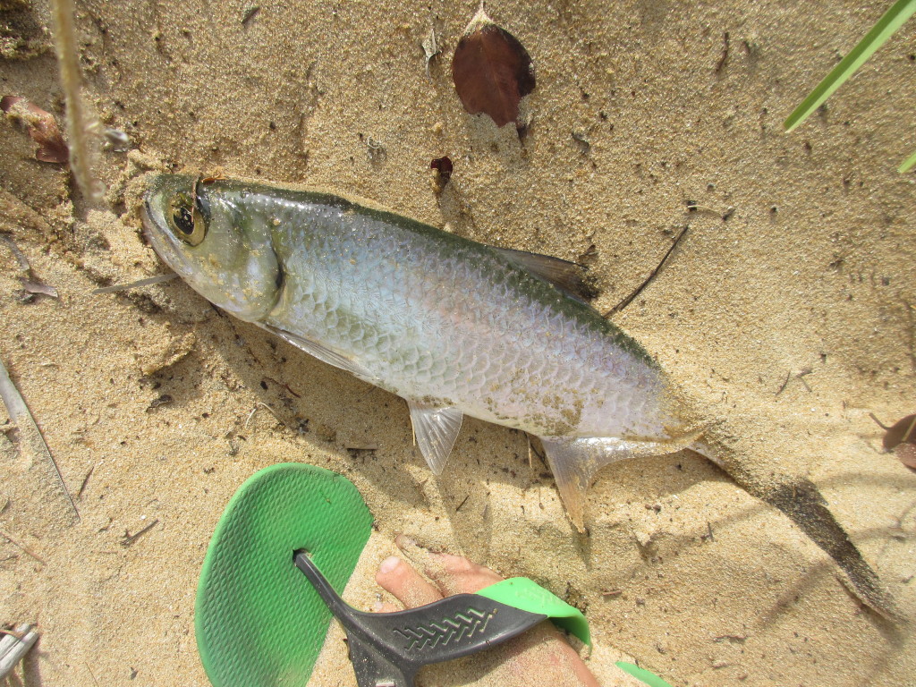 Baby Tarpon caught at Kitekuda. It wasn't the big one that got away but it was a start.