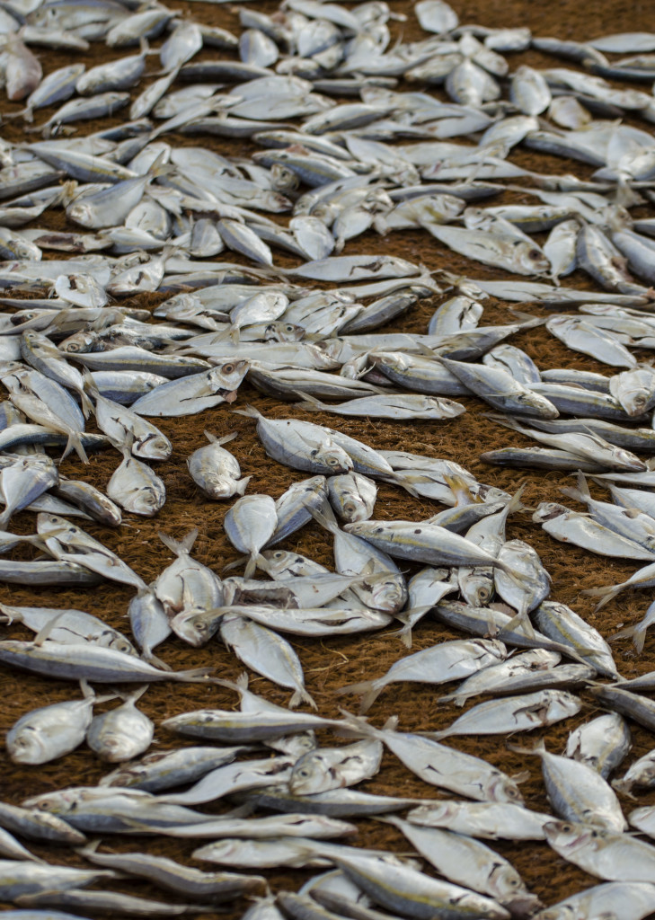 Drying fish the smell is intense.