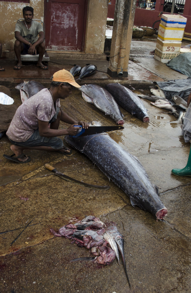 Chopping up fish