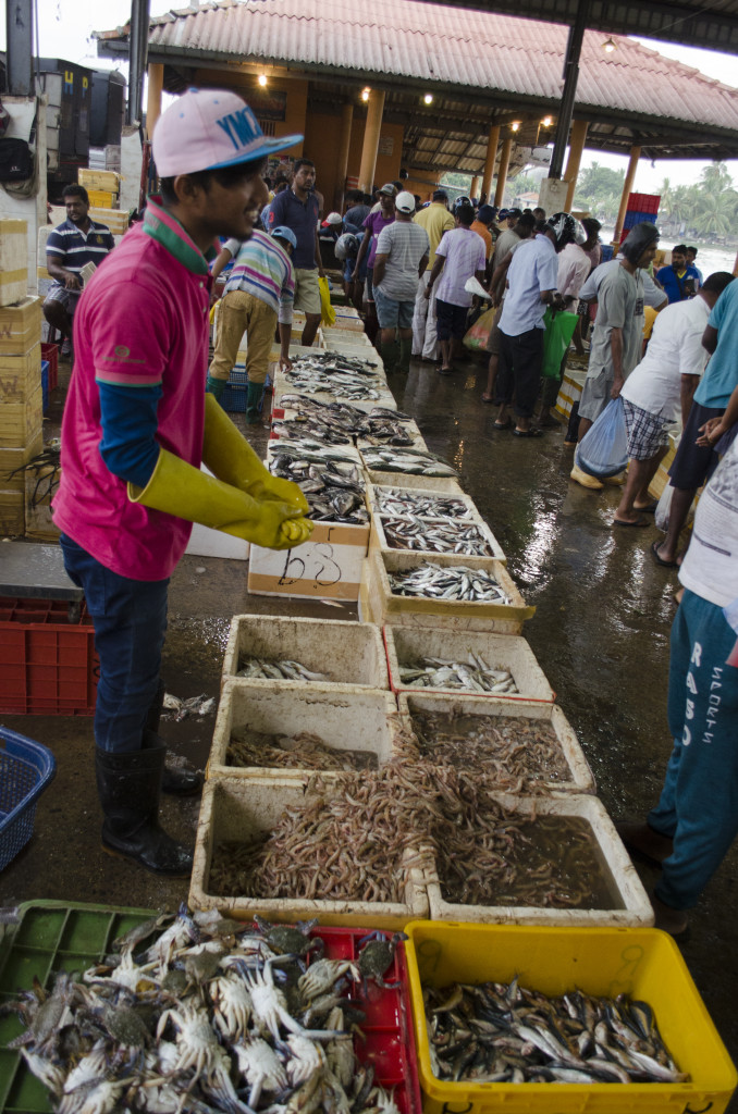 All kinds of fish, shrimp and crab