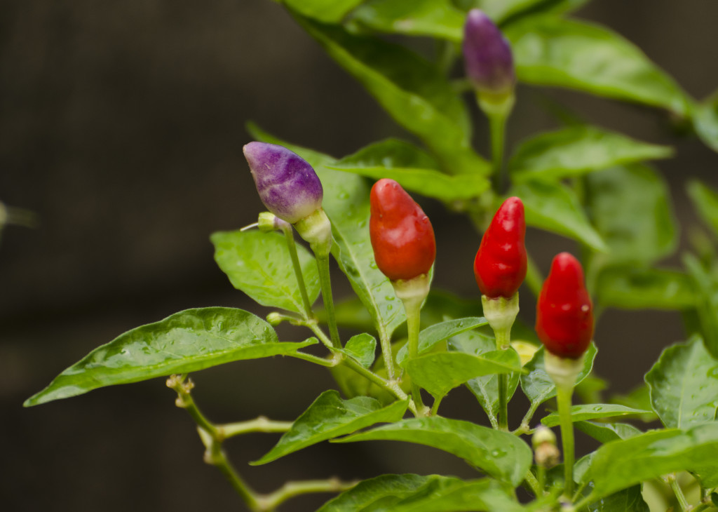 Chillies in the garden