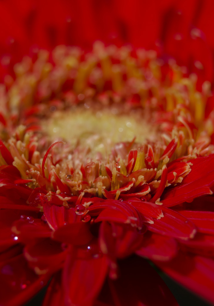 Red flower