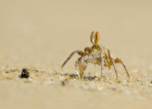 Crab at Vella Island Sri Lanka